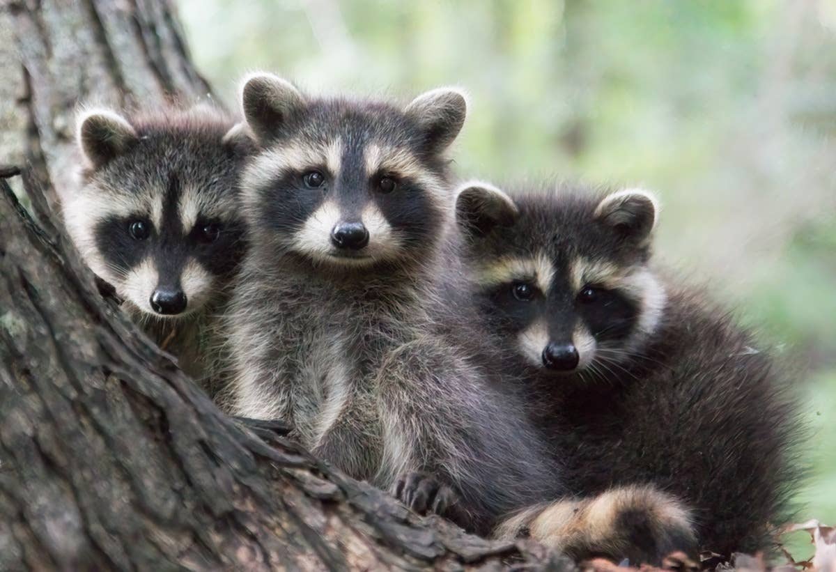 baby raccon